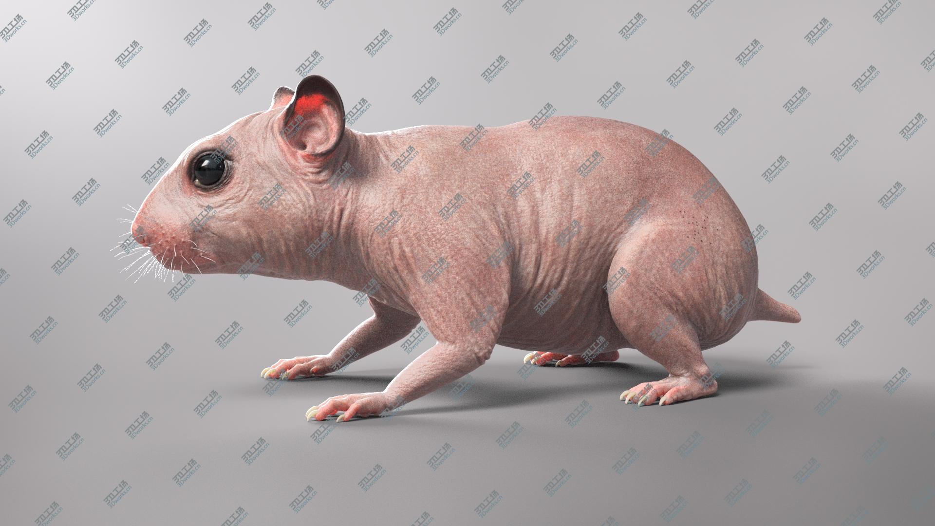images/goods_img/20210319/Hamster model/5.jpg